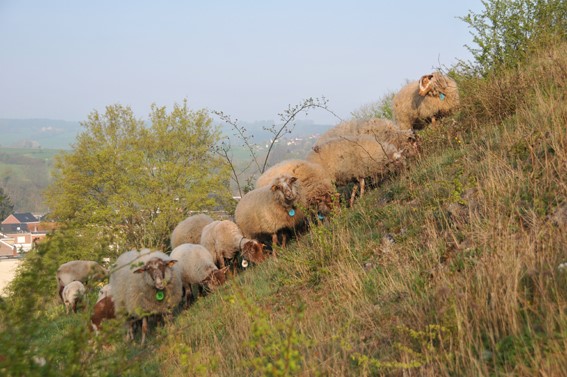 Troupeau d’ardennais tachetés sur le Thier du Gibet