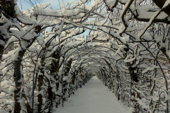 2016-Charmille-copyright-brigitte-jacques